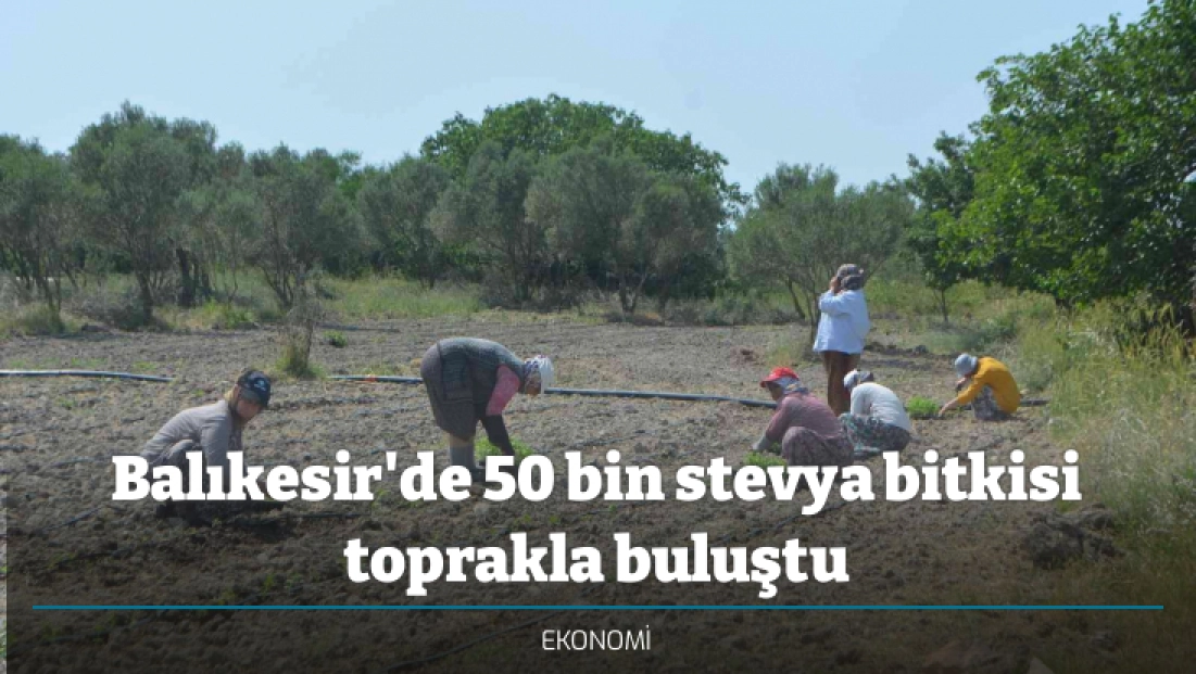 Balıkesir'de 50 bin stevya bitkisi toprakla buluştu